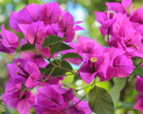 https://9a79b57134.nxcli.io/wp-content/uploads/2023/04/flower-500x400.png